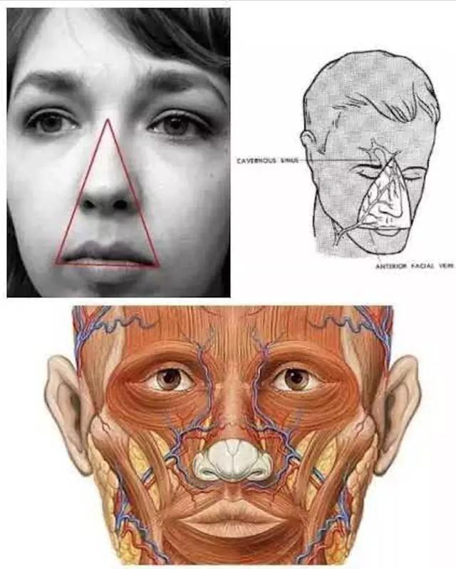 它 包括人的上下唇,鼻子以及鼻翼两侧等主要面部器官.