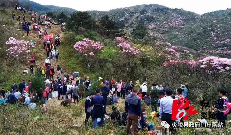 2019年云上大院湘赣边云锦杜鹃花节盛大开幕