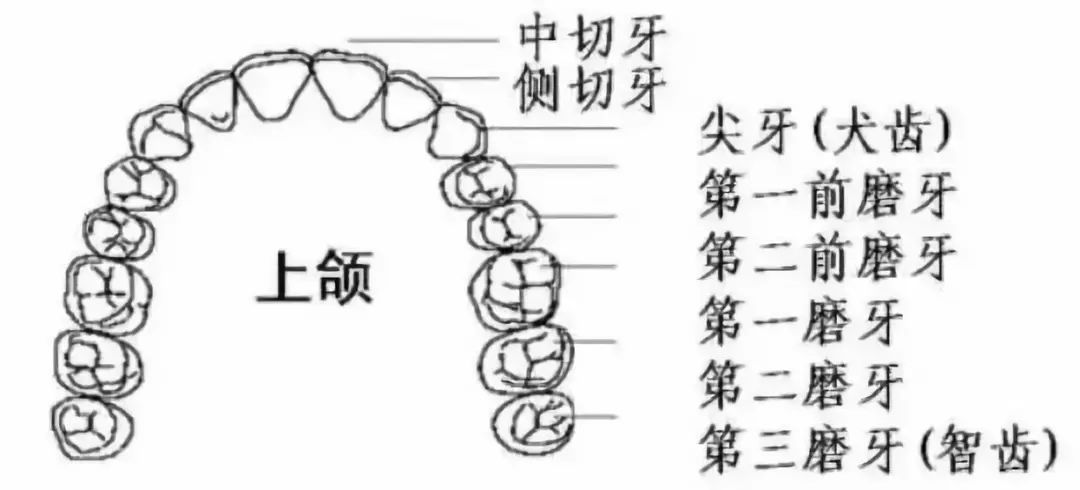 警惕,一条黑线可能吞噬你整颗牙!