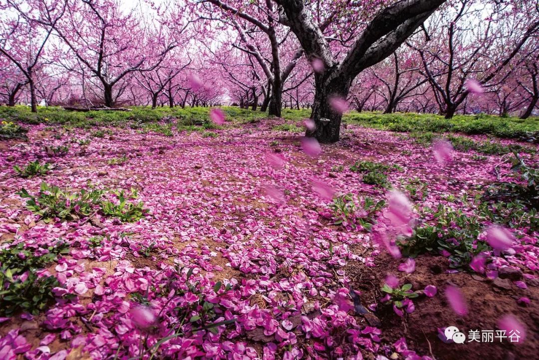 4月8日～5月31日:北京平谷第二十一届桃花节开幕