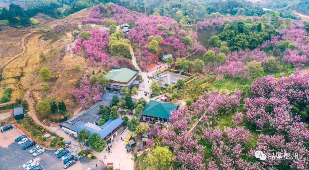 在彭州市桂花镇双红村,有一座隐匿在村间的山林——美丽的樱花山,清明