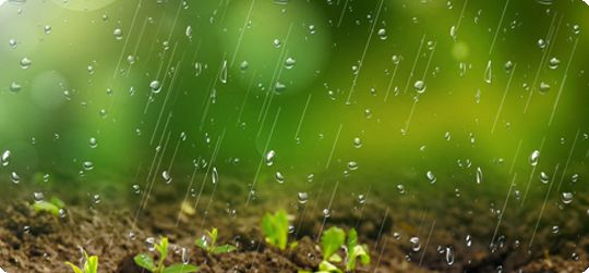 柳树雨水猜成语_雨水节气的柳树(2)