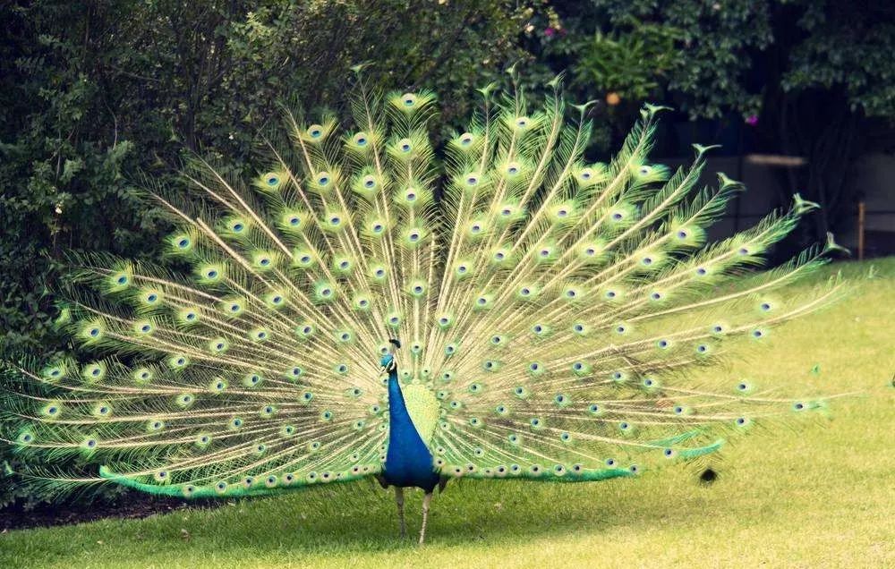 (示意图) 精灵孔雀  美丽端庄的蓝孔雀 印度,伊朗的国鸟 要是不合个影