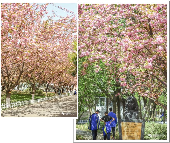 在这里,遇见成都最美校花…_樱花