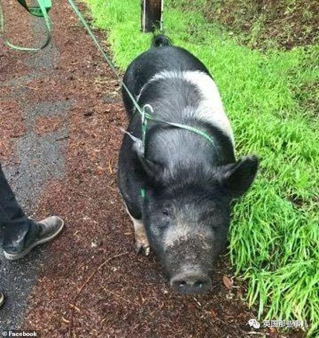 300多斤的寵物豬不慎走丟，找到才發現已經被別人宰了吃了 寵物 第1張