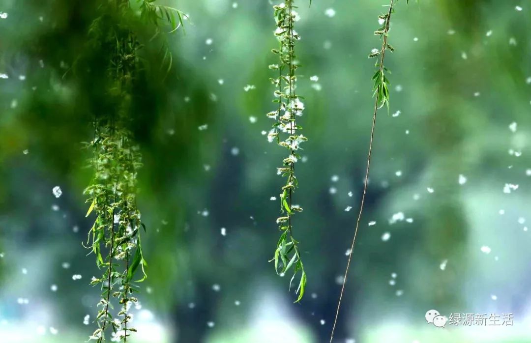 芳菲四月雪满天丨快来看看杨柳飞絮的危害有多大!