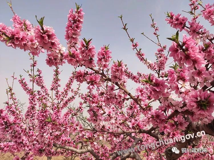 桃花烂漫抒春意