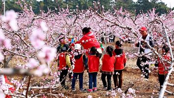 桃林镇擦亮生态底色 桃花经济带动富民增收