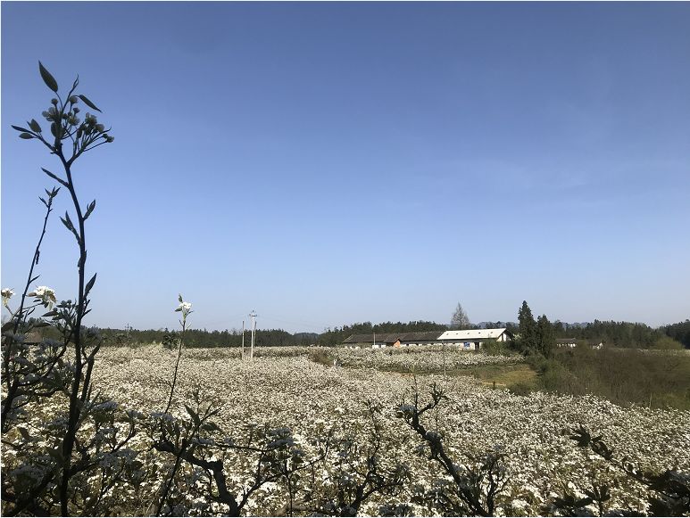 汪营梨花岛美景