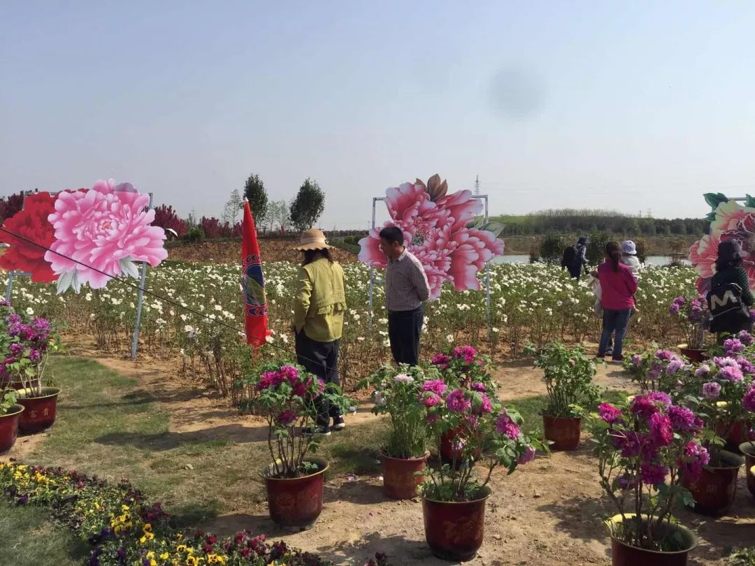 尧舜牡丹园园区隆重举办2019首届巢湖尧舜牡丹芍药文化节主办的由巢湖