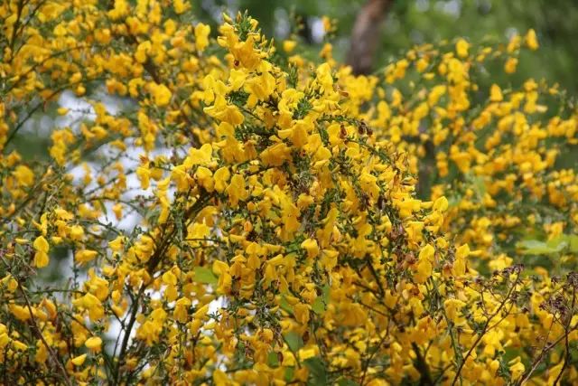 豆科紫雀花属 花语:高贵 花色:黄 原产地:中国,斯里兰卡 关于你的金雀