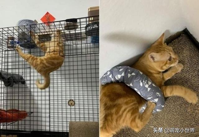 呆橘猫狠踩主人当垫脚石爬窗赏小鸟网友笑翻头抬高一点