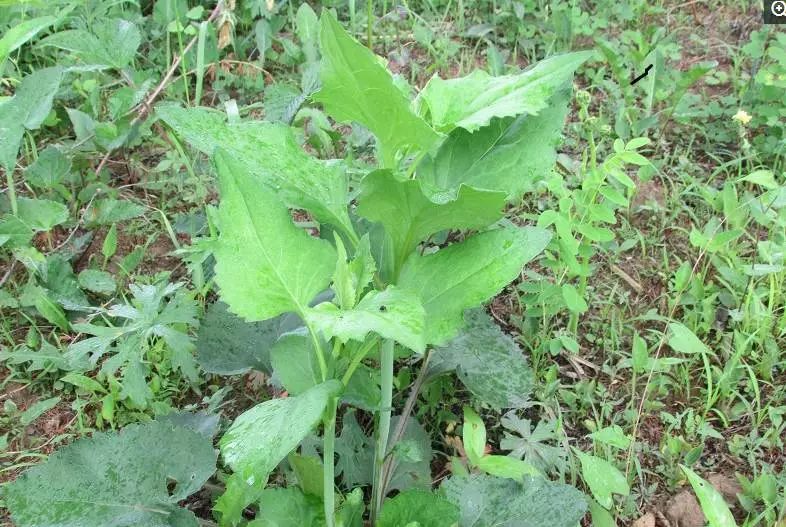 珲春丨喜欢挖野菜的朋友,注意了!速看,速看.