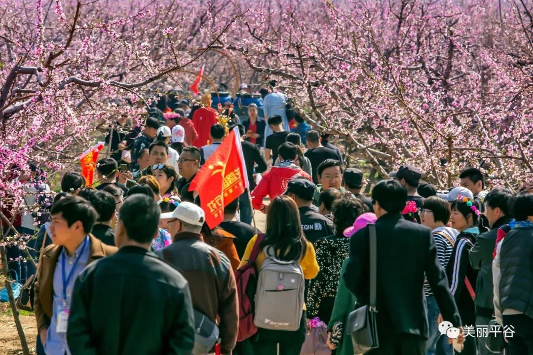 北京平谷第二十一届桃花节开幕