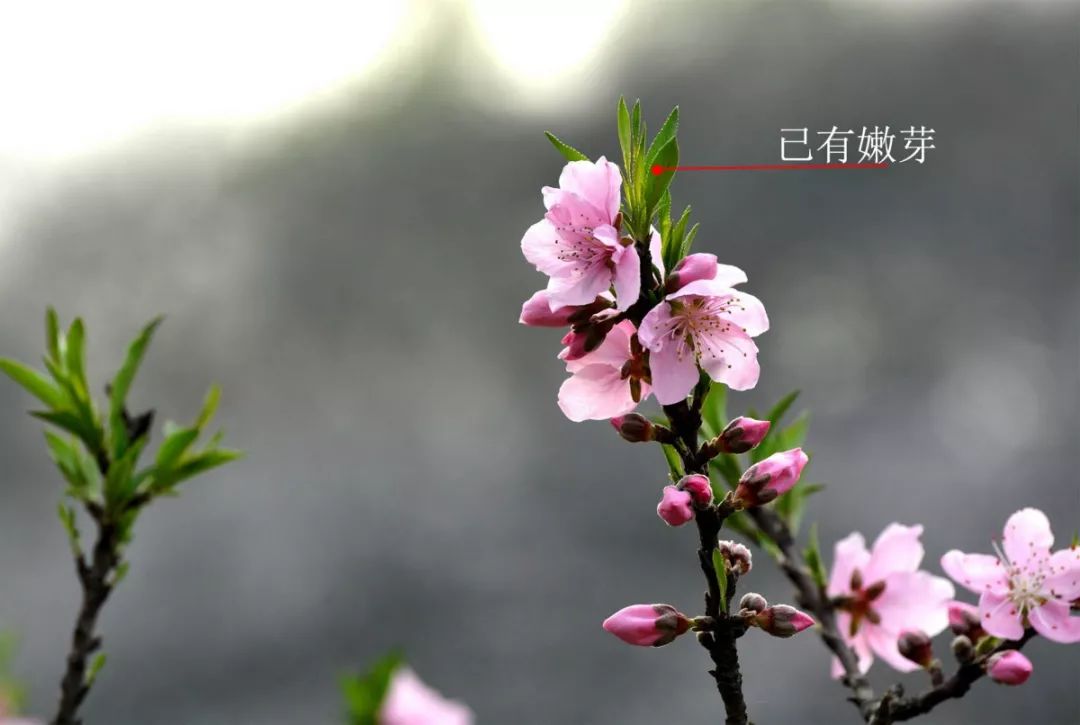 傻傻分不清 | 动植物图鉴_桃花