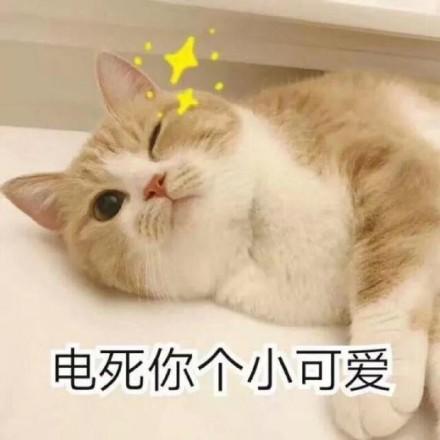 猫咪表情包:电死你个小可爱