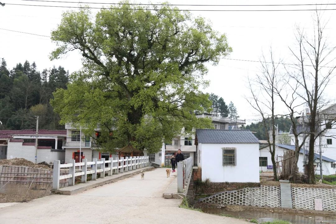朝堂是一个不小的村庄,坐落在横峰县岑阳镇东北方向一条宽阔的峡谷中.