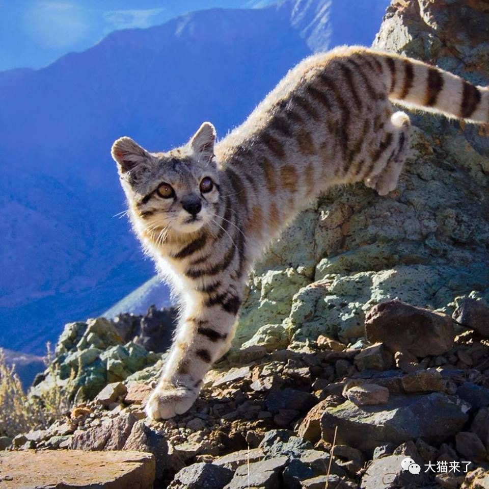 安第斯山虎猫也叫山原猫,仅生活在南美洲的安第斯山脉,分布在阿根廷