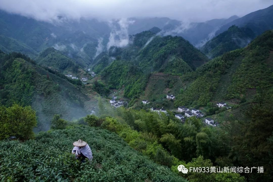 【免费福利】4月20号,一起去谢裕大茶博园采茶去!