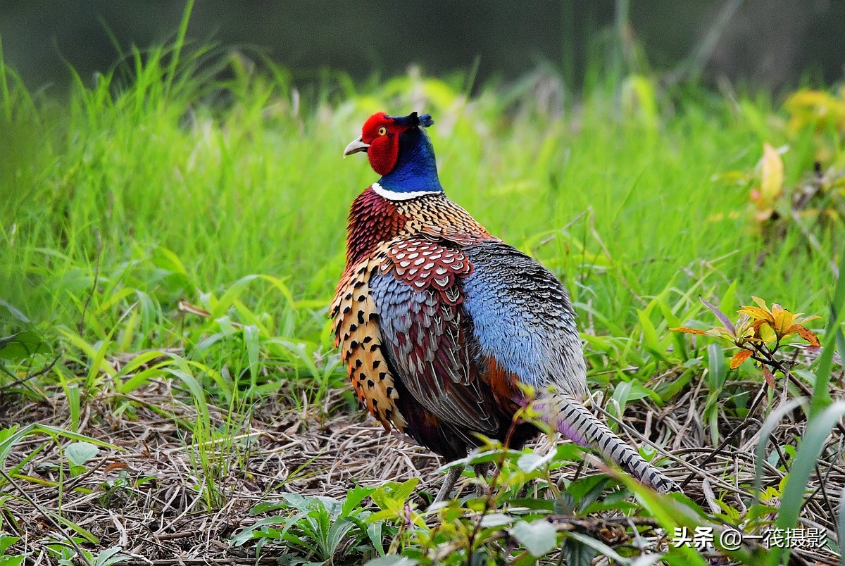 phasianus colchicus,英文名:common pheasant),俗名雉鸡,野鸡,山鸡