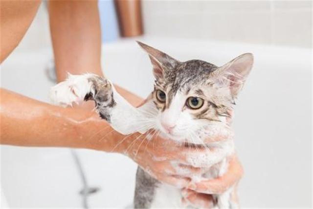 原創
            貓咪天生討厭水，是什麼讓它們如此害怕呢？背後原因有九種！ 未分類 第8張