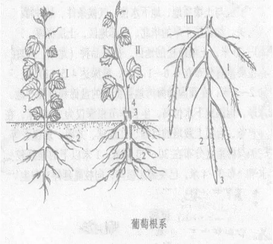 北农华提醒千万别忽视了对葡萄根系的管理