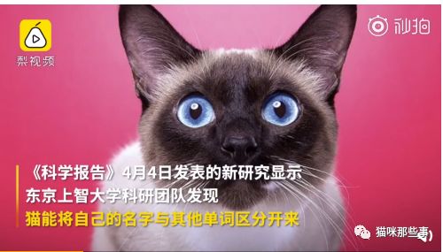 扎心的研究 猫能听懂自己的名字 只是不愿意搭理你 Ta