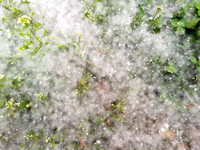 杨絮,柳絮漫天飞舞的季节又到 四月飘"雪" 你觉得诗意