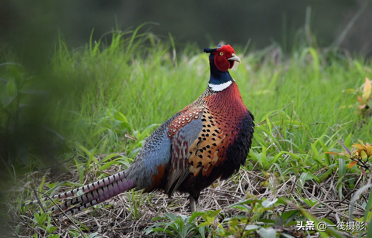 phasianus colchicus,英文名:common pheasant),俗名雉鸡,野鸡,山鸡