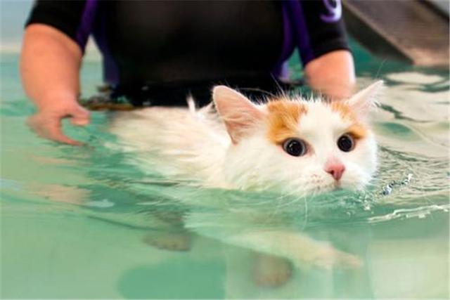 原創
            貓咪天生討厭水，是什麼讓它們如此害怕呢？背後原因有九種！ 未分類 第9張