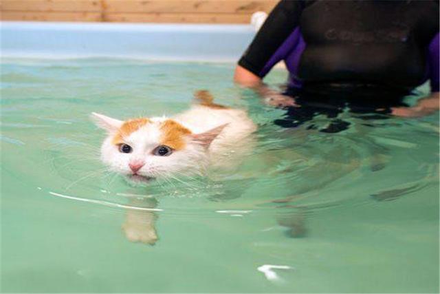 原創
            貓咪天生討厭水，是什麼讓它們如此害怕呢？背後原因有九種！ 未分類 第6張