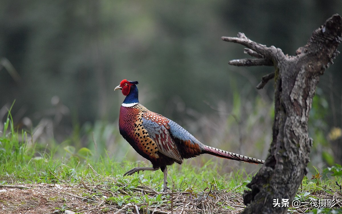 phasianus colchicus,英文名:common pheasant),俗名雉鸡,野鸡,山鸡