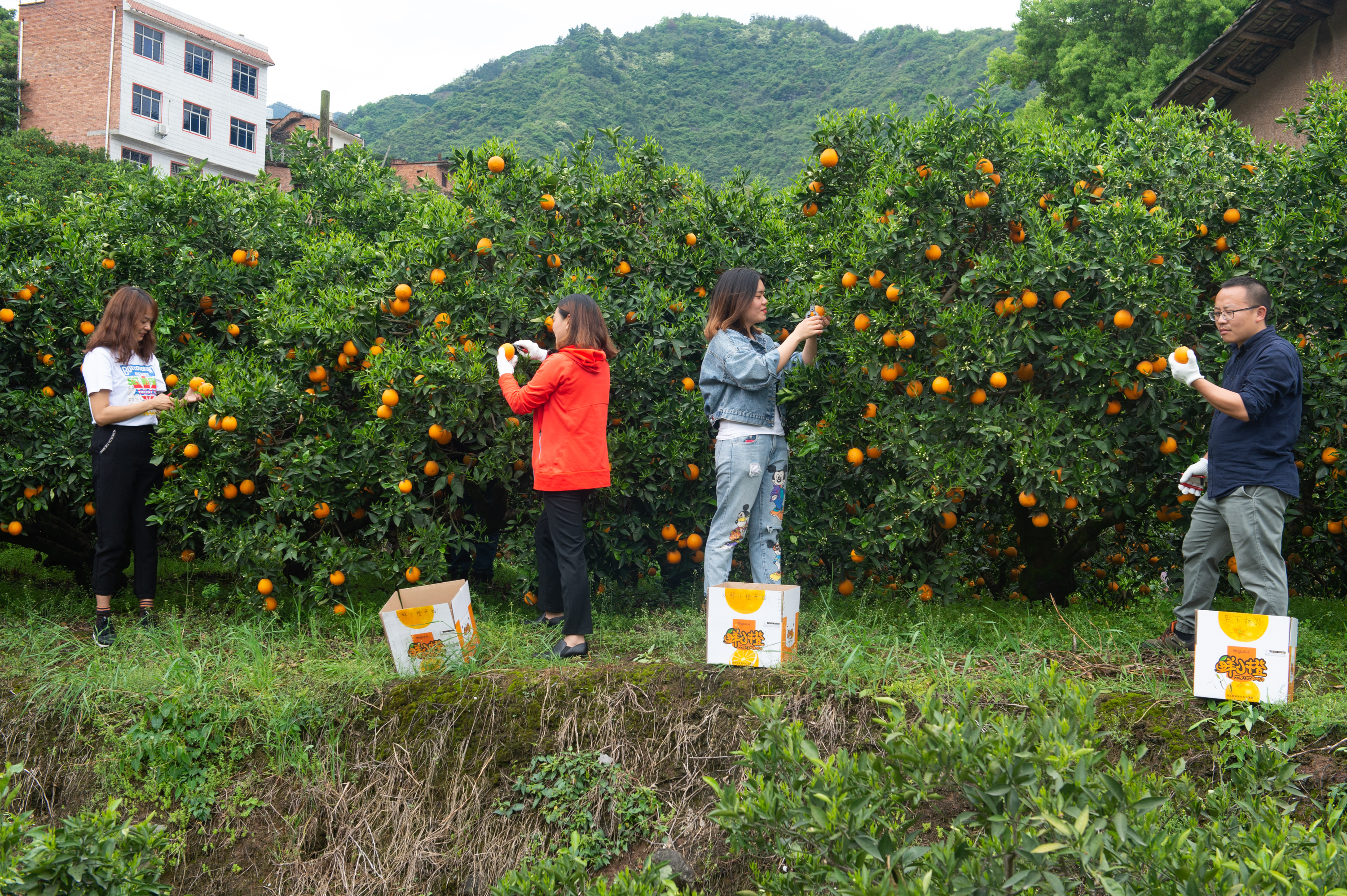 湖北秭归脐橙花果飘香引客来