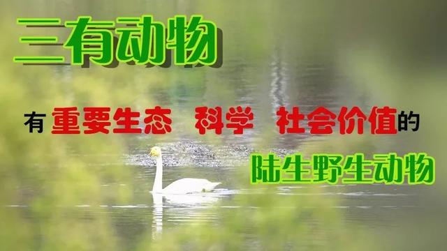 石泉县有多少人口_@石泉人家门口这些野生动物可都是国宝