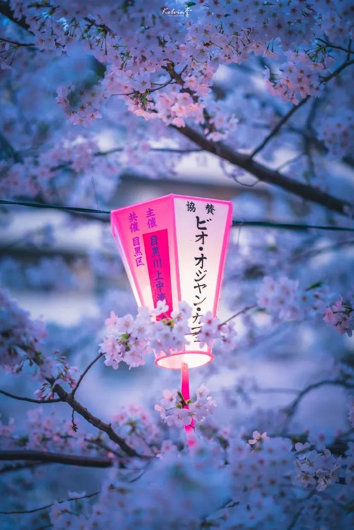 四月,日本的樱花又开成了漫画里的样子