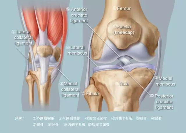 膝关节解剖结构