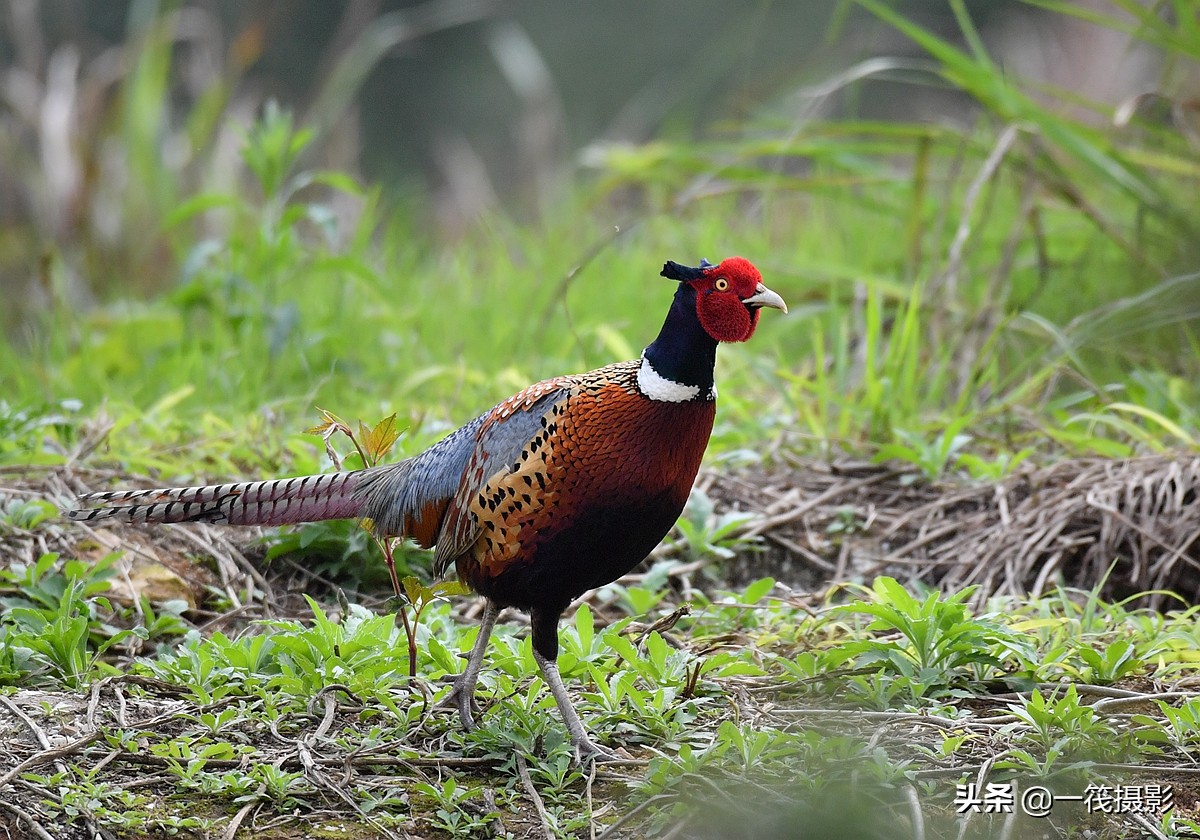 phasianus colchicus,英文名:common pheasant),俗名雉鸡,野鸡,山鸡