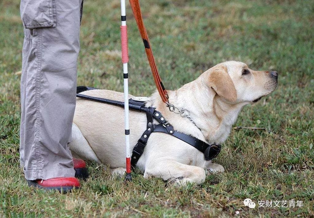 人类 比如导盲犬,警犬 导盲犬就是盲人的眼睛 一只训练有素的导盲犬给