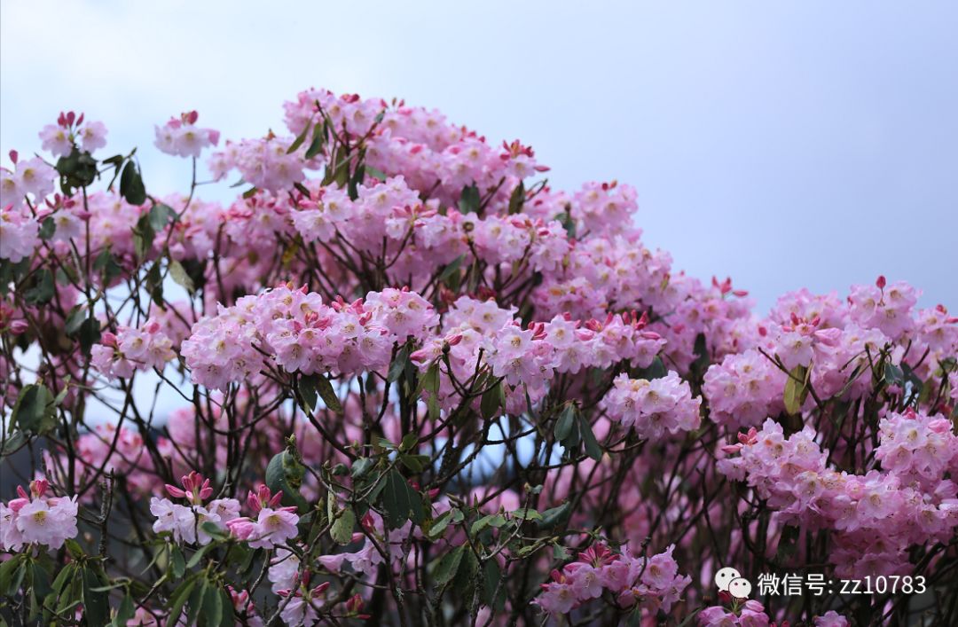 一睹炎陵云锦杜鹃花风采吧