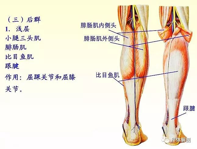 此外,腓骨长肌腱和胫骨前肌腱共同形成"腱环"有维持足横弓的作用.