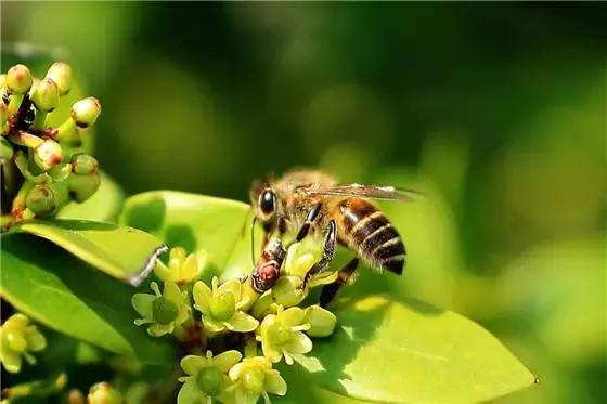 蜜蜂的叫声