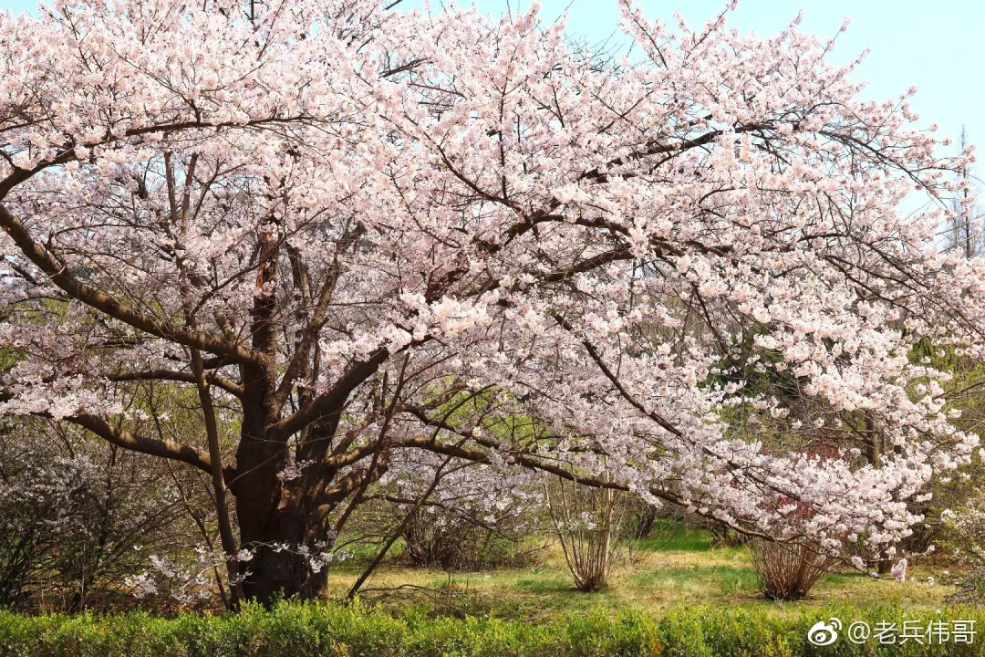 大连人春天必打卡的 大连最美花海候选之一——旅顺203樱花园