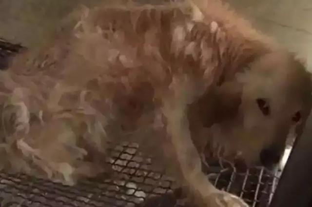 见不得光的 繁殖犬 是如何突破人类道德底线的 母犬