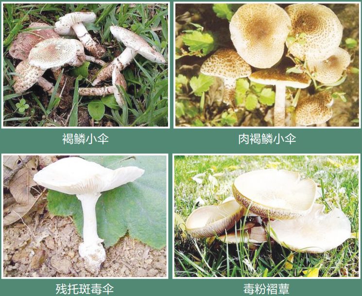 它们是 褐鳞小伞,肉褐鳞小伞,白毒伞,鳞柄白毒伞,毒伞,残托斑毒伞,毒