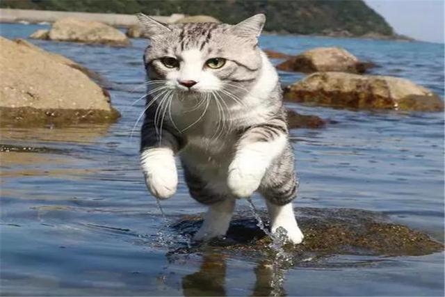 原創
            貓咪天生討厭水，是什麼讓它們如此害怕呢？背後原因有九種！ 未分類 第2張