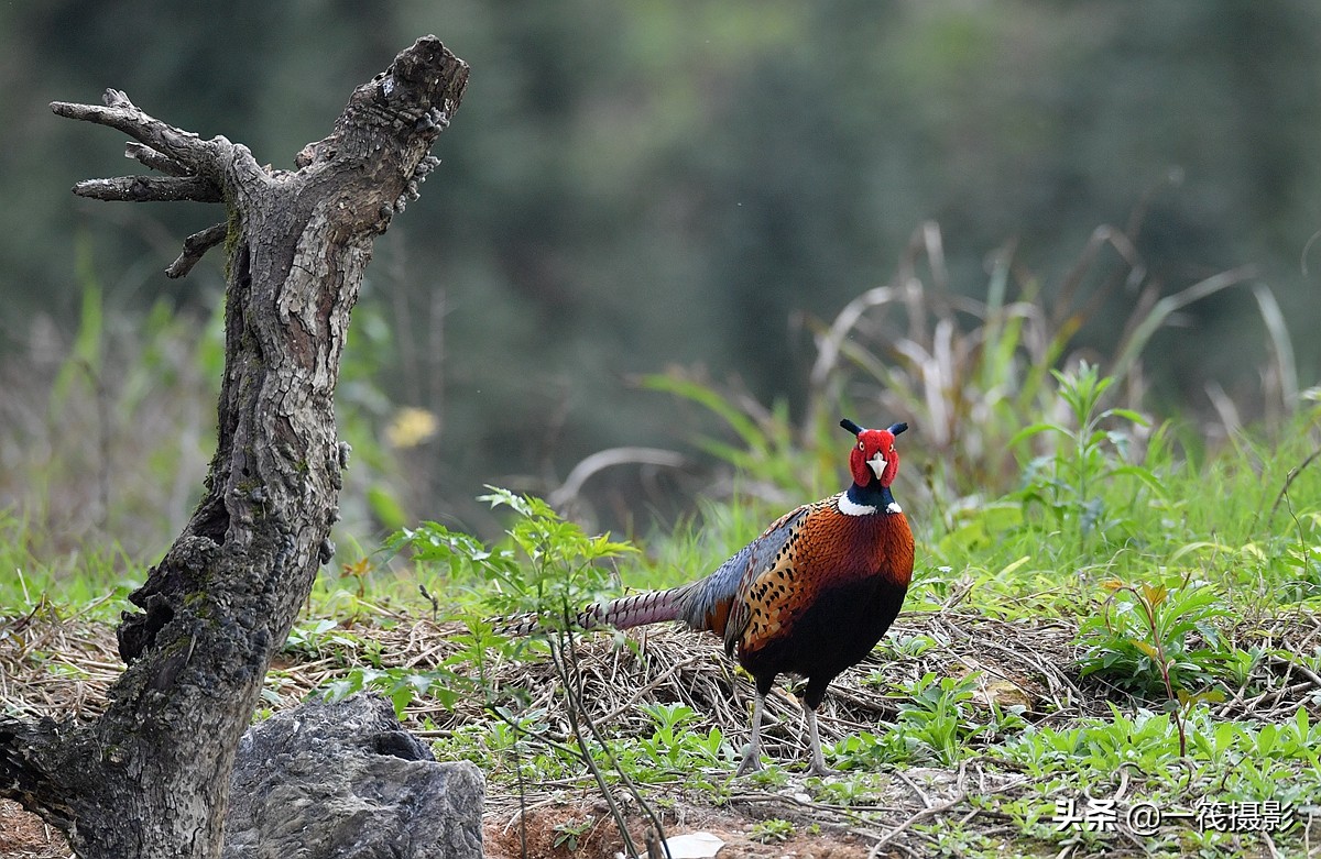 phasianus colchicus,英文名:common pheasant),俗名雉鸡,野鸡,山鸡