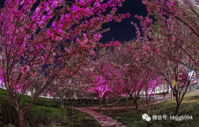 第五届中国鹤壁樱花文化节,鹤鸣湖桃花文化旅游节,朝阳山 灵山小镇