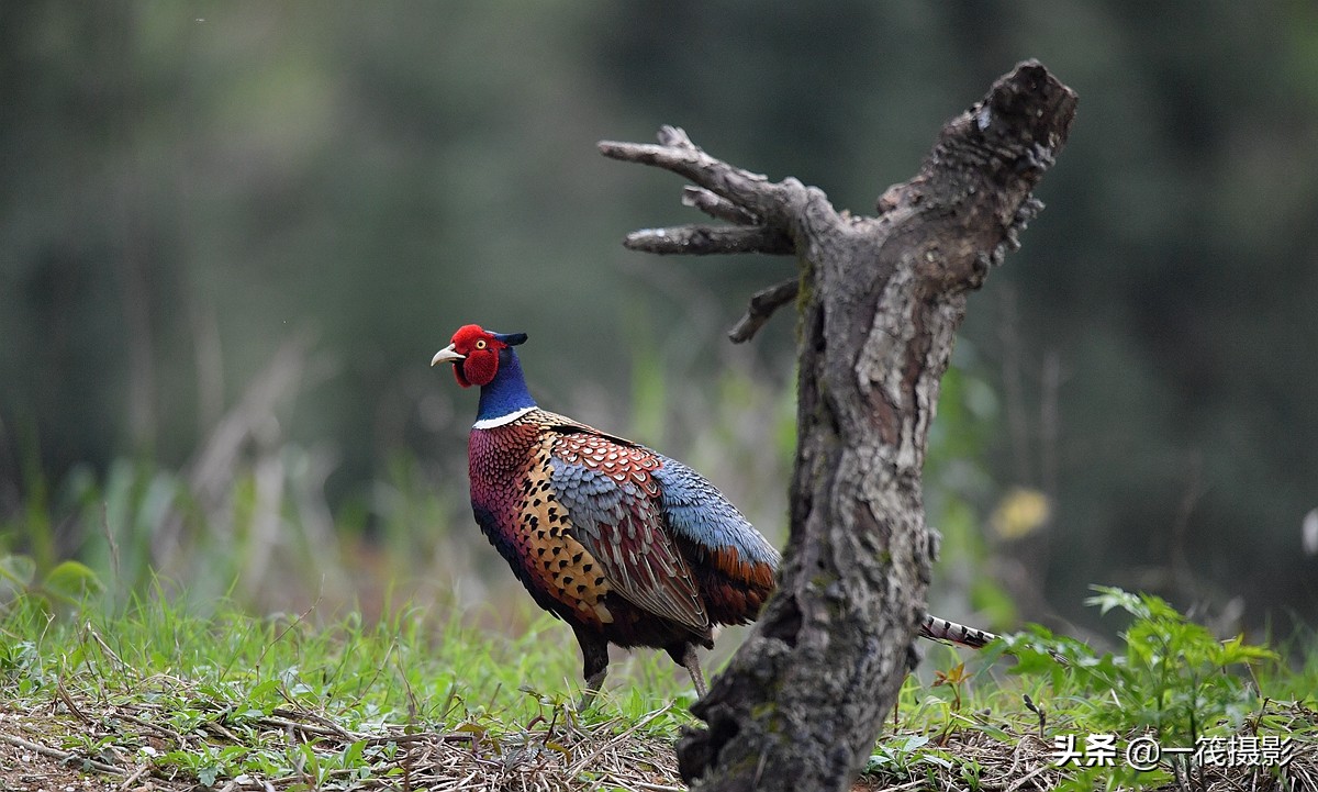 phasianus colchicus,英文名:common pheasant),俗名雉鸡,野鸡,山鸡