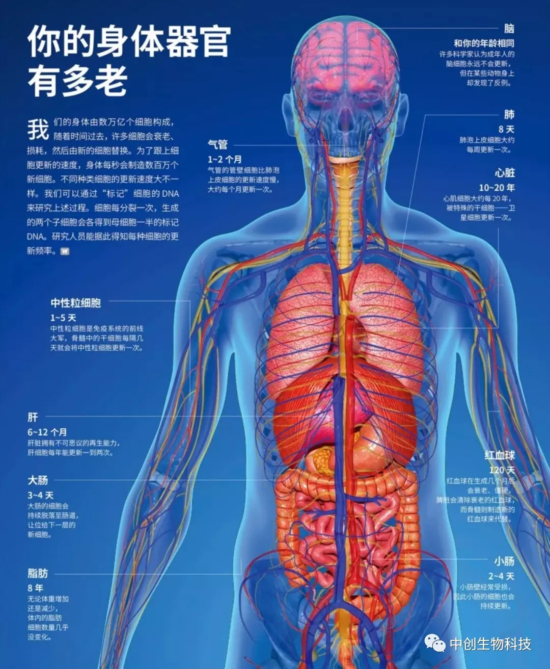 你的身体器官何时开始衰老?