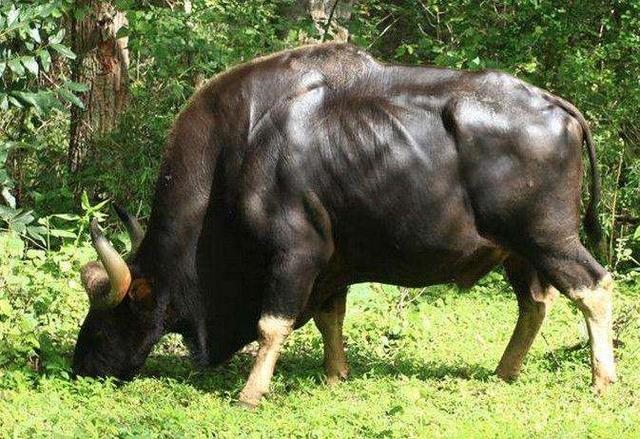 世界上最大的牛,体重可达3000斤,能把孟加拉虎赶跑,我国也有_野牛